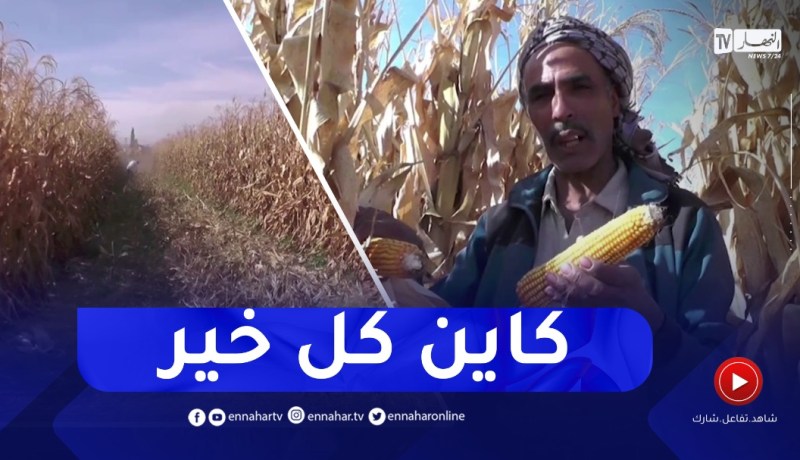 انطلاق عملية جني الذرة الصفراء وتوقعات بانتاج 60 قنطار في الهكتار بالنعامة