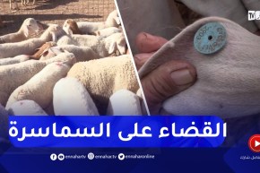 الموالون يستحسنون ضرورة ترقيم مواشيهم للحفاظ على الثروة الحيوانية بتيارت