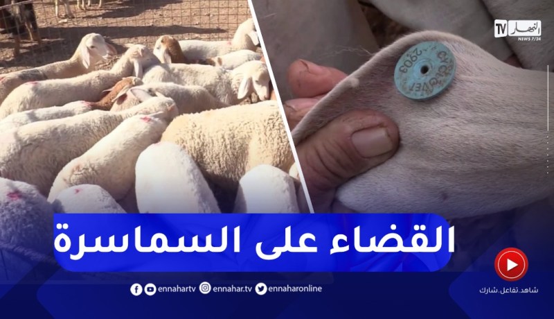 الموالون يستحسنون ضرورة ترقيم مواشيهم للحفاظ على الثروة الحيوانية بتيارت