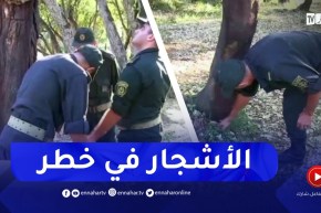 تيبس أو جفاف كلي للأشجار… مرض يصيب أشجار البلوط الفليني بسبب الجفاف