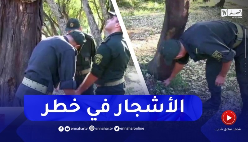 تيبس أو جفاف كلي للأشجار… مرض يصيب أشجار البلوط الفليني بسبب الجفاف