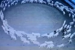 بالفيديو.. أغنام تسير بحلقة دائرية لـ12 يوماً متواصلة تثير خوف العلماء