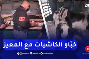 مشاهد صـ.ـادمة..تخزين 14 ألف قرص مهلوس داخل شاحنة لنقل الماعز بسيدي بلعباس