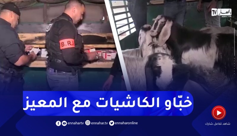 مشاهد صـ.ـادمة..تخزين 14 ألف قرص مهلوس داخل شاحنة لنقل الماعز بسيدي بلعباس