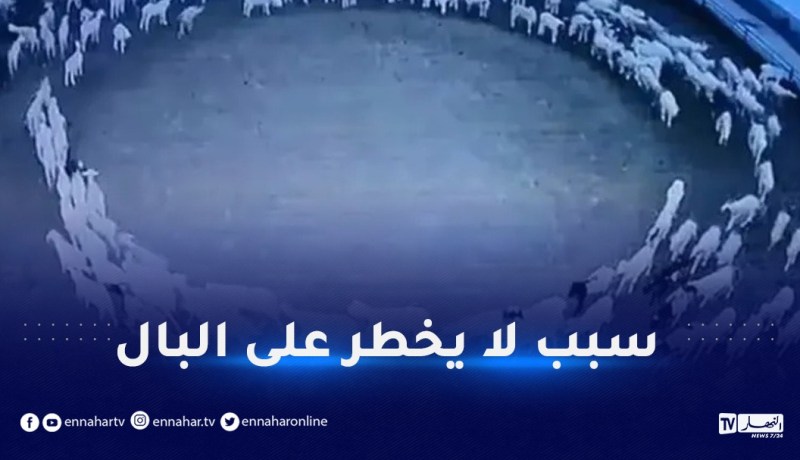 حل لغز الأغنام التي تمشي بشكل دائري منذ أسبوعين