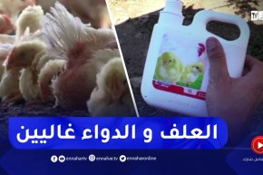 غلاء أسعار الاعلاف والادوية وراء توقف نشاط العديد من مربي الدواجن