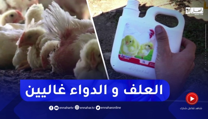 غلاء أسعار الاعلاف والادوية وراء توقف نشاط العديد من مربي الدواجن