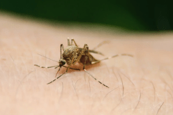 مرض خطير ينتشر في ألمانيا!