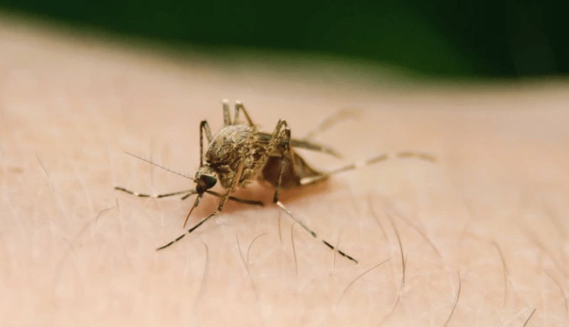 مرض خطير ينتشر في ألمانيا!