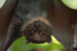 فيديو مقزز.. العودة لأكل الحيوان المتسبب في وباء كورونا