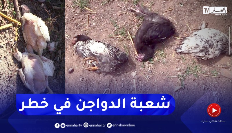 فلاحة: أنفلونزا الطيور “H5 N1” تهدد شعبة الدواجن بعد نفوق أزيد من مليون دجاجة