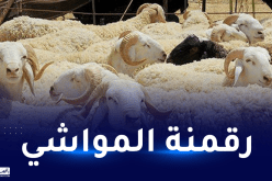 انطلاق إحصاء المواشي باستخدام الشفرة الإلكترونية