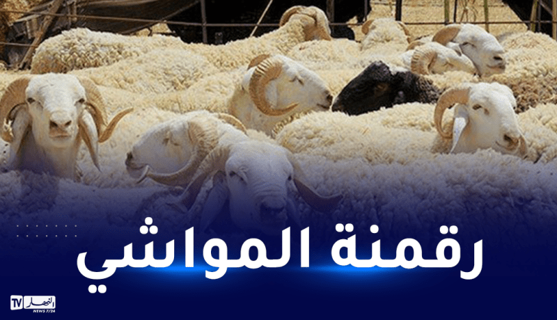 انطلاق إحصاء المواشي باستخدام الشفرة الإلكترونية