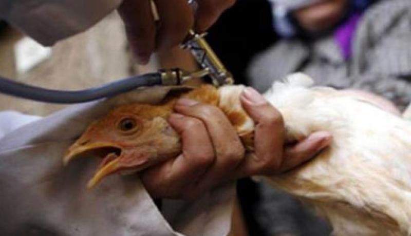 وزارة الفلاحة: رصد أكثر من 20 مليون جرعة من لقاح إنفلونزا الطيور
