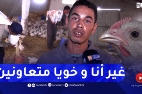 شباب يتمسكون بشعبة تربية الدواجن رغم النقائص العديدة بسعيدة