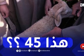 تيارت : الأعلاف تلهب أسعار الماشية واللحوم ومطالب بتفعيل إعتماد نقاط بيعها قانونيا