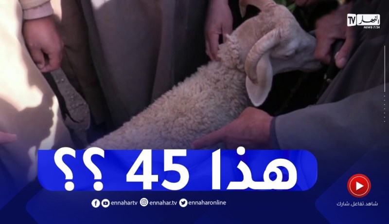 تيارت : الأعلاف تلهب أسعار الماشية واللحوم ومطالب بتفعيل إعتماد نقاط بيعها قانونيا