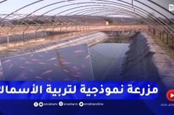 مرزعة نموذجية لتربية الأسماك.. من فكرة إلى مشروع بسواعد الشباب
