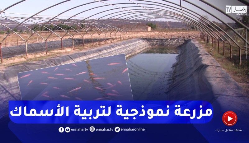مرزعة نموذجية لتربية الأسماك.. من فكرة إلى مشروع بسواعد الشباب