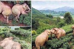 العثور على 24 فيلا في حالة سكر