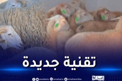 لأول مرة.. تثبيت “شرائح” في أذن الماشية لتتبع وتسيير المواشي إلكترونيا