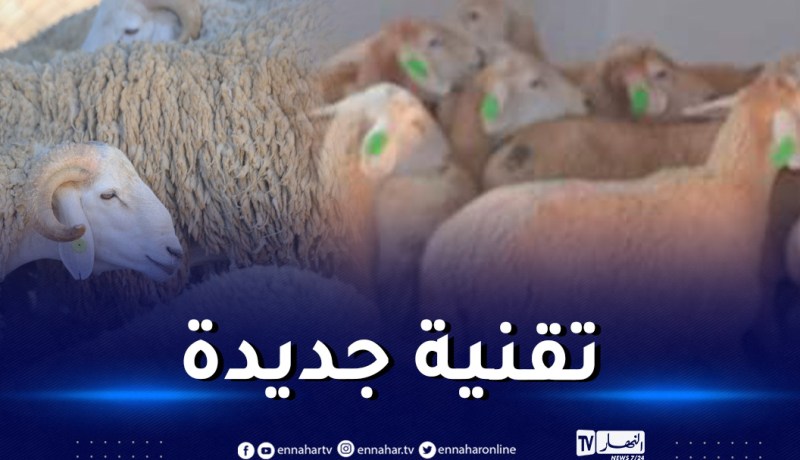 لأول مرة.. تثبيت “شرائح” في أذن الماشية لتتبع وتسيير المواشي إلكترونيا