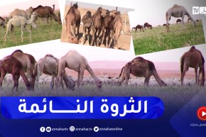 الإبل بالجزائر.. ثروة إقتصادية طبيعية مجانية تذهب خيراتها هباء