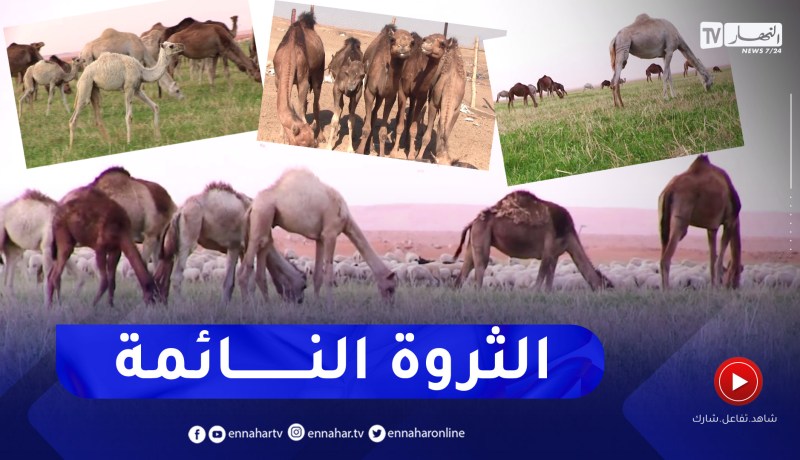 الإبل بالجزائر.. ثروة إقتصادية طبيعية مجانية تذهب خيراتها هباء