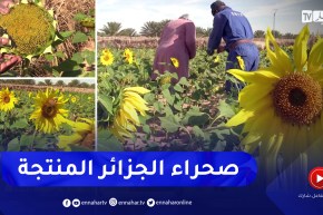 تقرت: زراعة دوار الشمس بالمناطق المالحة.. تجربة ناجحة نحو إنتاج الزيوت