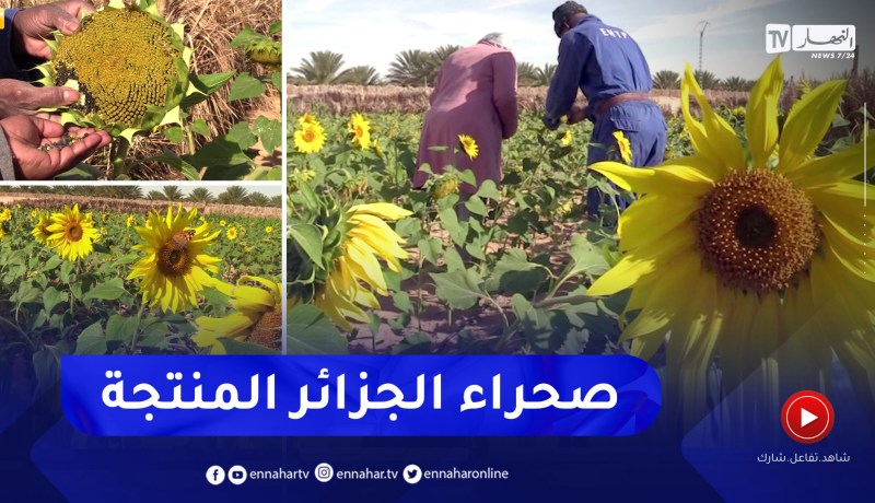 تقرت: زراعة دوار الشمس بالمناطق المالحة.. تجربة ناجحة نحو إنتاج الزيوت