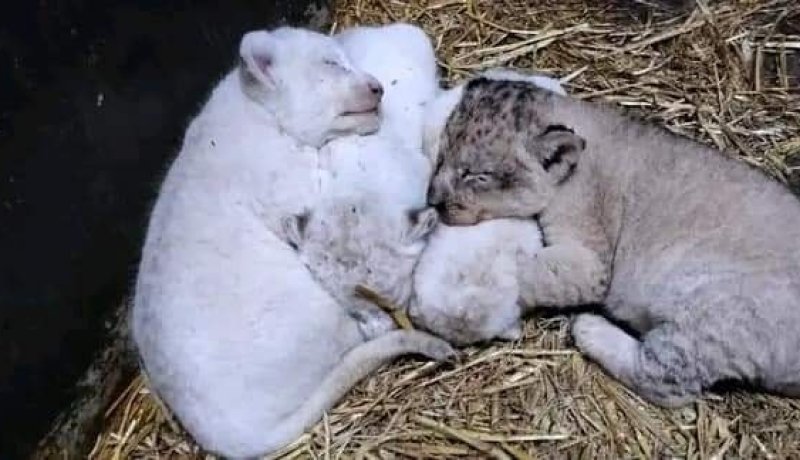 مستغانم.. ولادة 7 أشبال من فصيلة الأسود الإفريقية النادرة بحديقة “موستالاند”