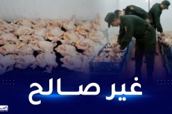 وهران: الدرك يداهم مذبحا سريا للدواجن بوادي تليلات