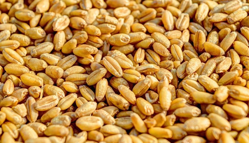 تغذية الحيوانات بالقمح تُصنف كقضايا إحتكار ومُضاربة ويعاقب عليها القانون