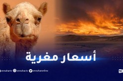 السياحة الداخلية.. أسعار معقولة للأجانب وتخفيضات بـ50 بالمائة للجزائريين