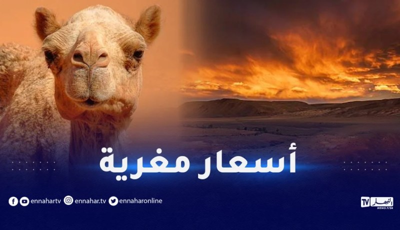السياحة الداخلية.. أسعار معقولة للأجانب وتخفيضات بـ50 بالمائة للجزائريين