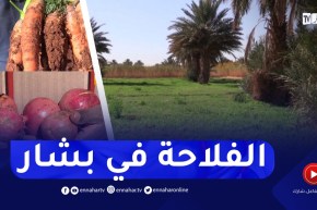 فلاحون يتشبثون بخدمة أرضهم المنتجة لكل الخيرات بالرغم من النقائص ببشار