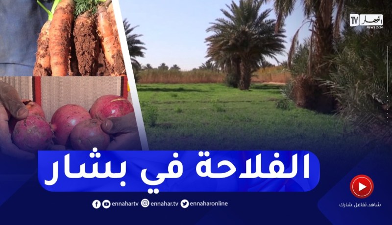 فلاحون يتشبثون بخدمة أرضهم المنتجة لكل الخيرات بالرغم من النقائص ببشار