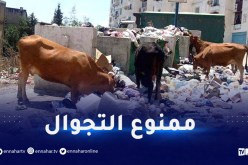 غرامة مالية.. حجز وذبح كل الماشية المتجولة في الأحياء السكنية