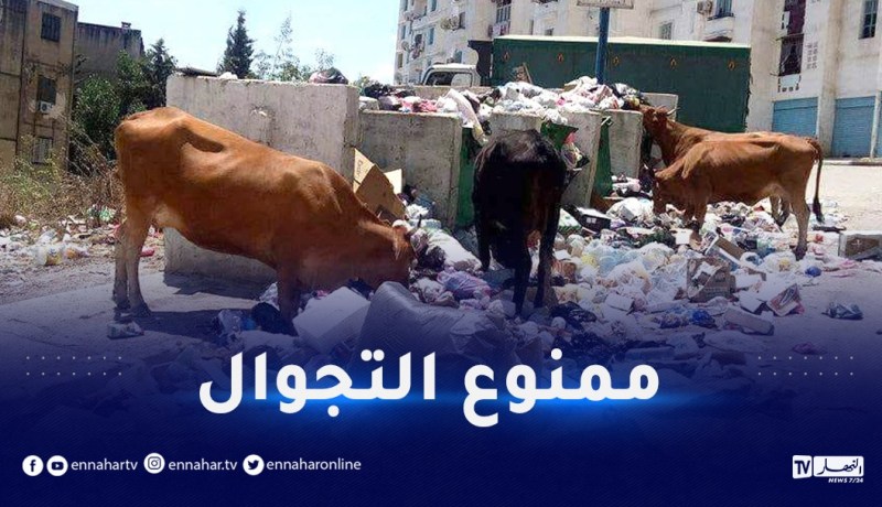 غرامة مالية.. حجز وذبح كل الماشية المتجولة في الأحياء السكنية