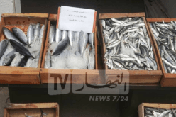 وزير الصيد البحري: انشاء آلية لضبط أسعار الأسماك