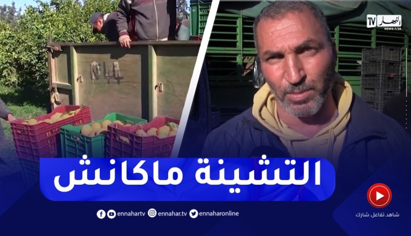تراجع في منتوج الحمضيات.. والأسعار عند مستوى ال 150 دج للكيلوغرام بالشلف