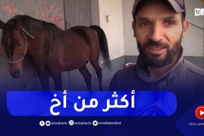 “قمر الليل”.. سلالة حصان عربي أصيل مطلوب عالميا بتيارت