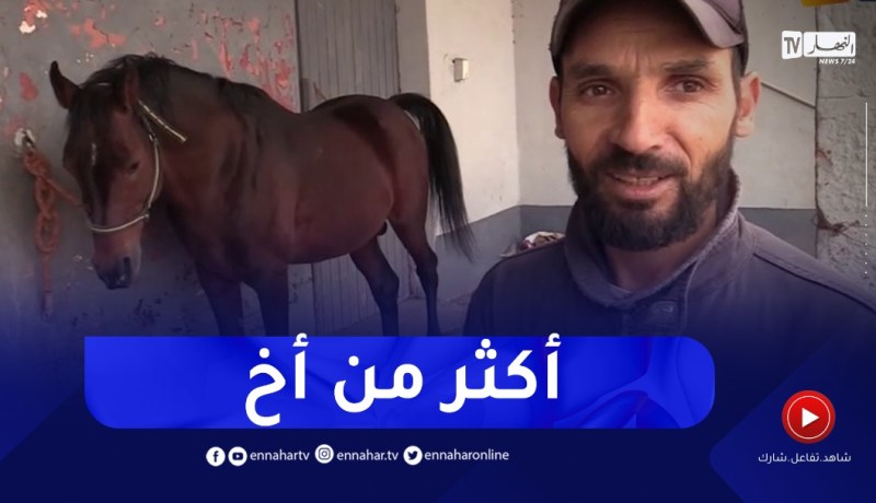 “قمر الليل”.. سلالة حصان عربي أصيل مطلوب عالميا بتيارت