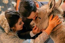 “حمار” صغير هدية يوتيوبر شهير لزوجته في حفلة زفافهما