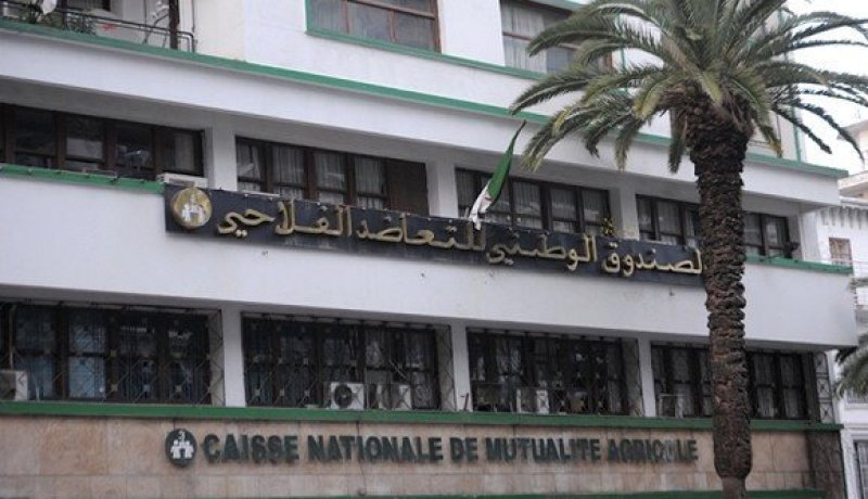صندوق التعاضد الفلاحي يطلق تعويضات لزبائن الصناعيين عند تسجيل خسائر بالمردود