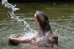 فرس نهر يبتلع رضيعا ثم يلفظه حيا