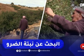 أحمد في رحلة البحث عن نبتة الضرو بتيسمسيلت