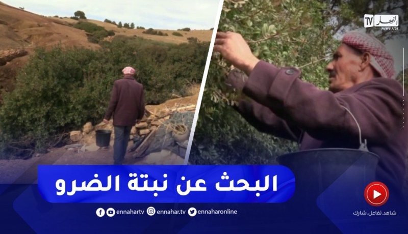 أحمد في رحلة البحث عن نبتة الضرو بتيسمسيلت