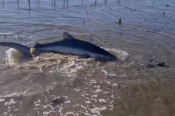 بالفيديو.. صياد ينقذ سمك القرش الأزرق