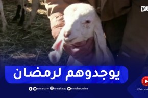 المسيلة: تسمين الماشية تحضيرا للشهر الفضيل.. عادة الموالين من جيل إلى جيل